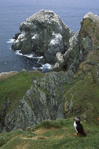 Preview wallpaper penguins, coast, rocks, ocean, seagulls