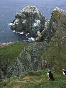 Preview wallpaper penguins, coast, rocks, ocean, seagulls