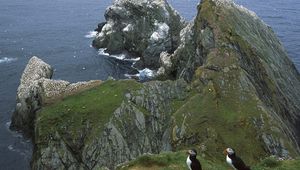 Preview wallpaper penguins, coast, rocks, ocean, seagulls