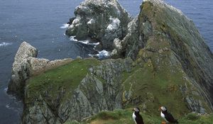 Preview wallpaper penguins, coast, rocks, ocean, seagulls