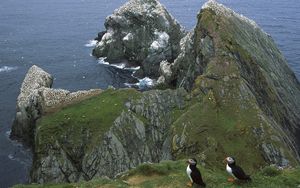 Preview wallpaper penguins, coast, rocks, ocean, seagulls