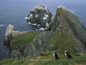 Preview wallpaper penguins, coast, rocks, ocean, seagulls