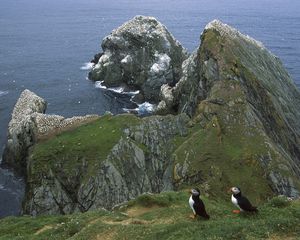 Preview wallpaper penguins, coast, rocks, ocean, seagulls