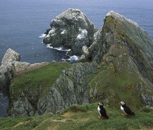 Preview wallpaper penguins, coast, rocks, ocean, seagulls