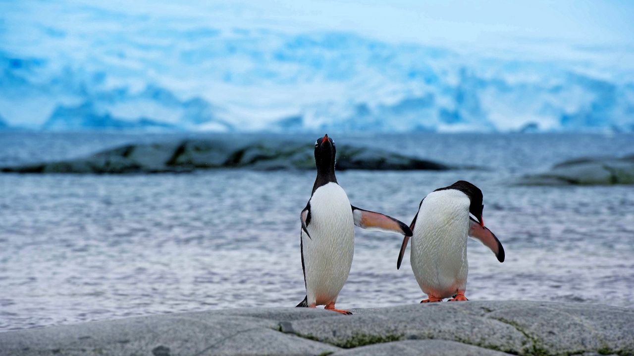 Wallpaper penguins, couple, beach, antarctica