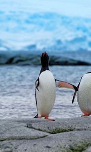 Preview wallpaper penguins, couple, beach, antarctica