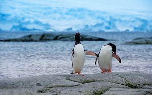 Preview wallpaper penguins, couple, beach, antarctica