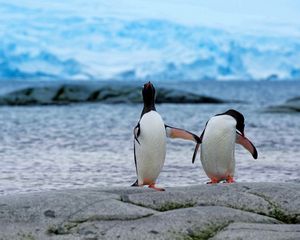 Preview wallpaper penguins, couple, beach, antarctica