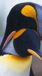 Preview wallpaper penguins, couple, bird beak