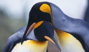 Preview wallpaper penguins, couple, bird beak