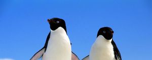 Preview wallpaper penguins, couple, north, winter