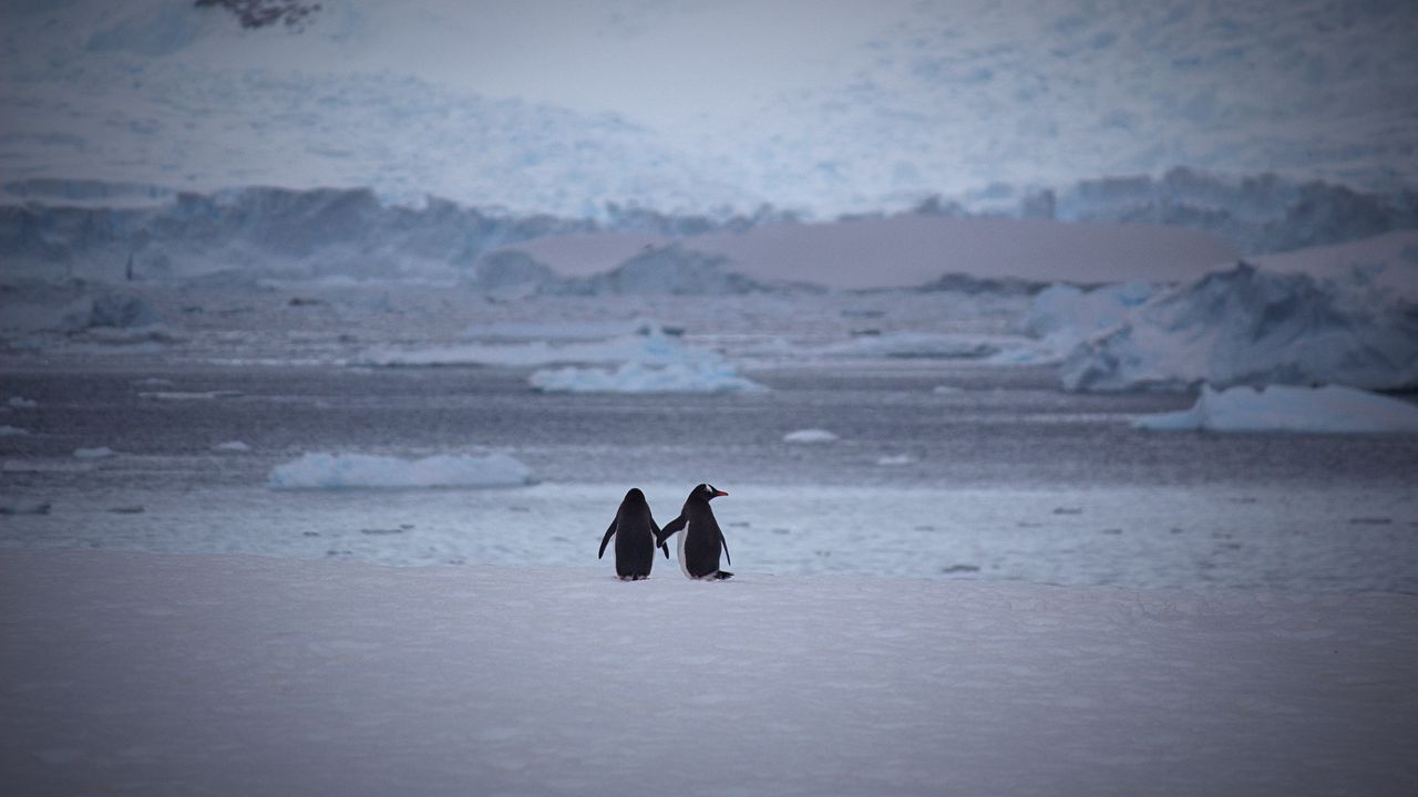 Wallpaper penguins, couple, snow, walk