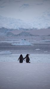 Preview wallpaper penguins, couple, snow, walk