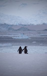 Preview wallpaper penguins, couple, snow, walk