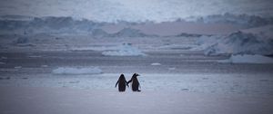 Preview wallpaper penguins, couple, snow, walk
