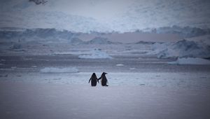 Preview wallpaper penguins, couple, snow, walk