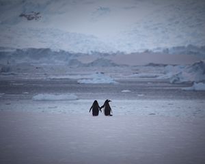 Preview wallpaper penguins, couple, snow, walk