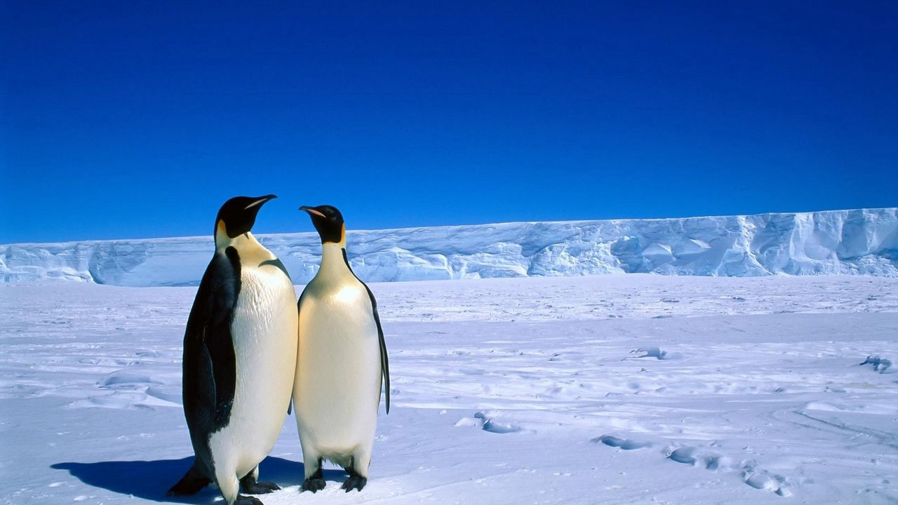 Wallpaper penguins, couple, snow, ice, antarctica, winter
