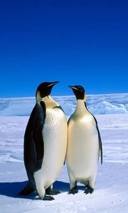 Preview wallpaper penguins, couple, snow, ice, antarctica, winter