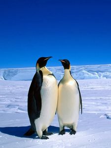 Preview wallpaper penguins, couple, snow, ice, antarctica, winter
