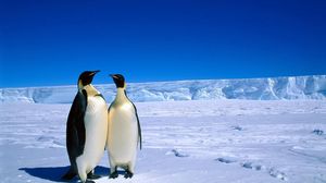 Preview wallpaper penguins, couple, snow, ice, antarctica, winter