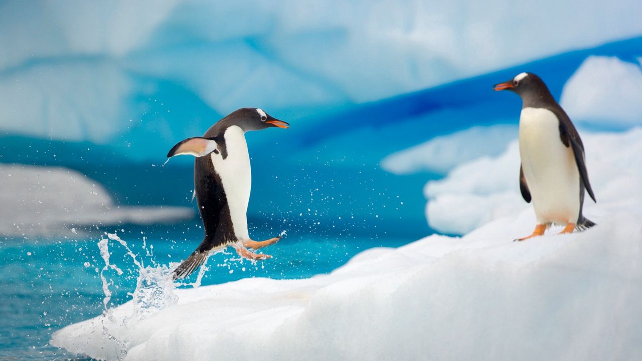 Wallpaper penguins, couple, snow, ice, arctic, jump, antarctica