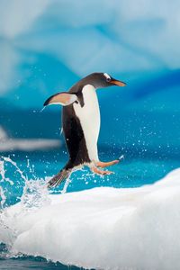 Preview wallpaper penguins, couple, snow, ice, arctic, jump, antarctica