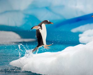 Preview wallpaper penguins, couple, snow, ice, arctic, jump, antarctica