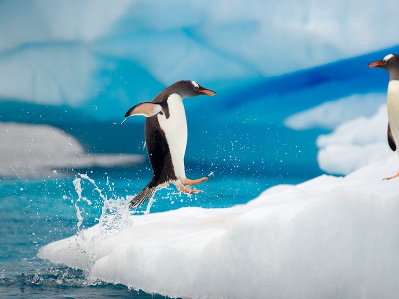 Download wallpaper 800x600 penguins, couple, snow, ice, arctic, jump,  antarctica pocket pc, pda hd background