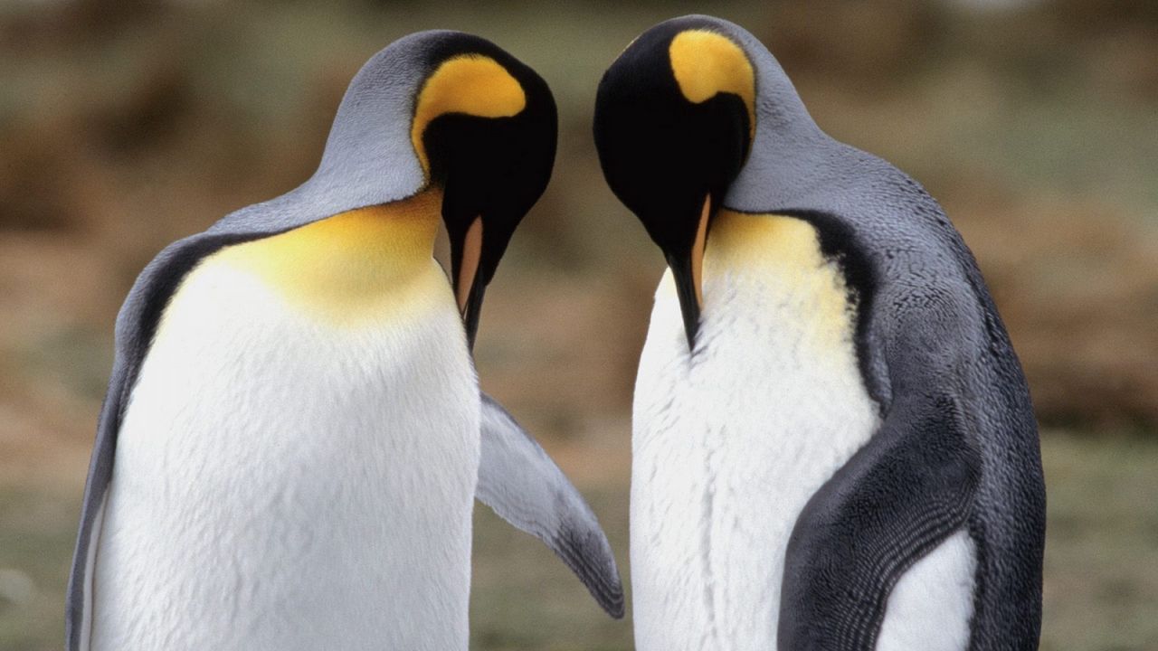 Wallpaper penguins, couple, walk