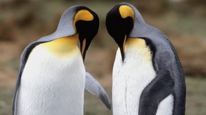 Preview wallpaper penguins, couple, walk