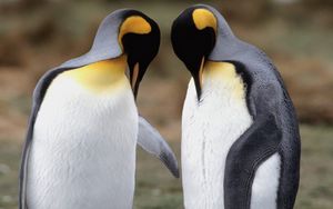Preview wallpaper penguins, couple, walk