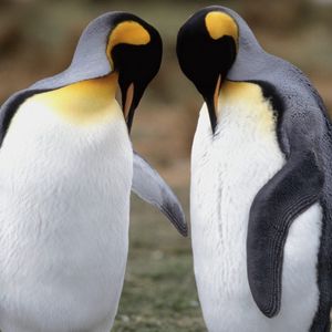 Preview wallpaper penguins, couple, walk