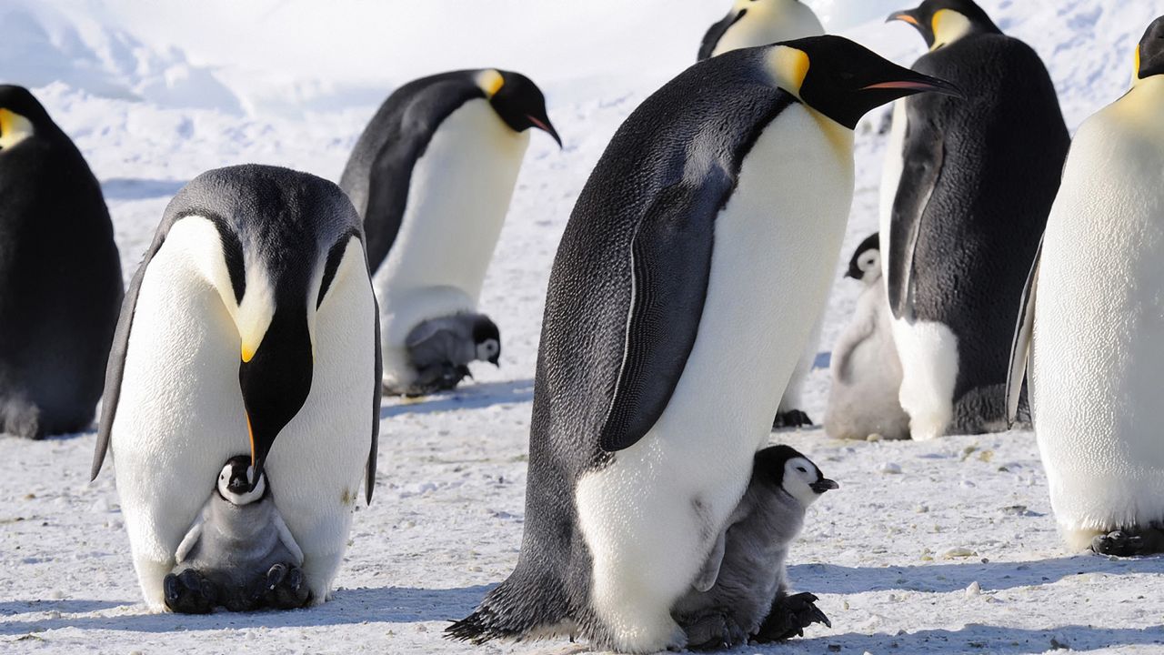Wallpaper penguins, emperor, arctic, flock