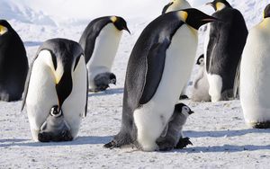 Preview wallpaper penguins, emperor, arctic, flock