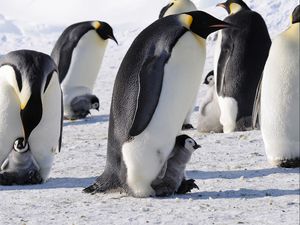 Preview wallpaper penguins, emperor, arctic, flock