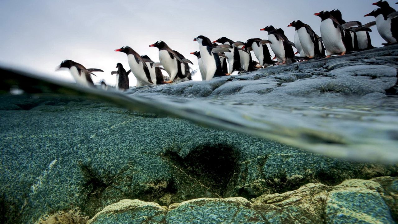 Wallpaper penguins, flock, flying, water, rocks