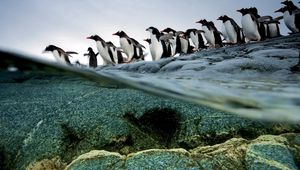 Preview wallpaper penguins, flock, flying, water, rocks