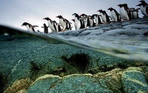 Preview wallpaper penguins, flock, flying, water, rocks