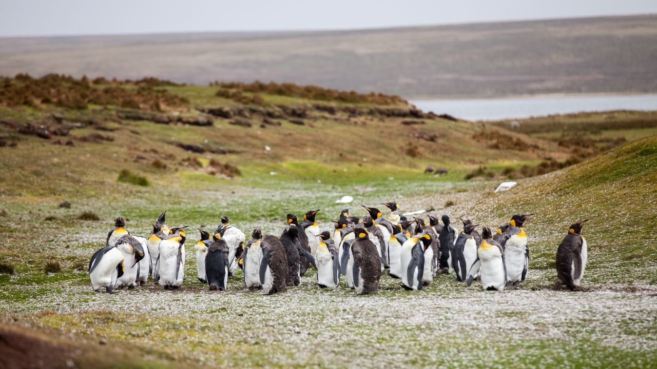 Wallpaper penguins, flock, grass, shore