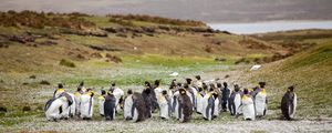 Preview wallpaper penguins, flock, grass, shore