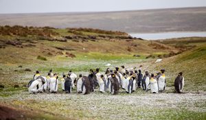 Preview wallpaper penguins, flock, grass, shore