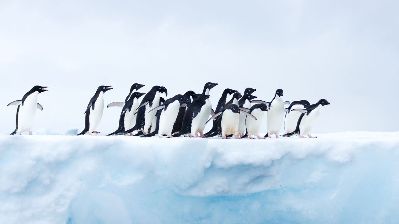 Wallpaper penguins, flock, ice, glacier, antarctica