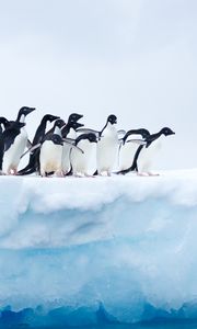 Preview wallpaper penguins, flock, ice, glacier, antarctica