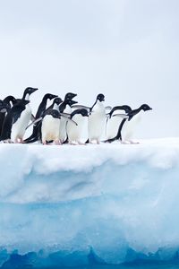 Preview wallpaper penguins, flock, ice, glacier, antarctica