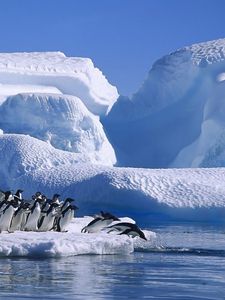 Preview wallpaper penguins, flock, jump, ice, snow, antarctica