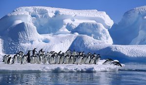 Preview wallpaper penguins, flock, jump, ice, snow, antarctica