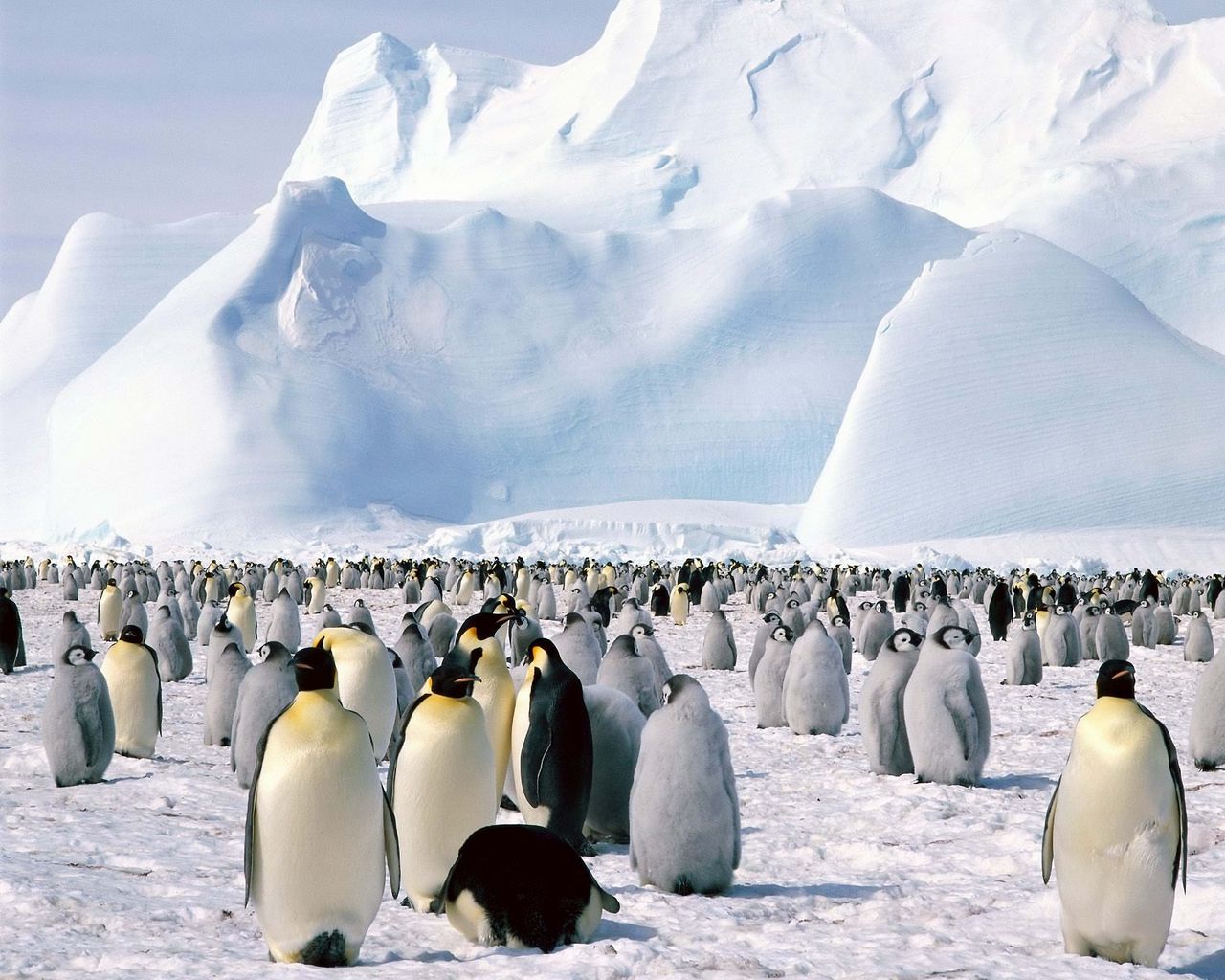 Download wallpaper 1280x1024 penguins, flock, north, snow, mountain ...