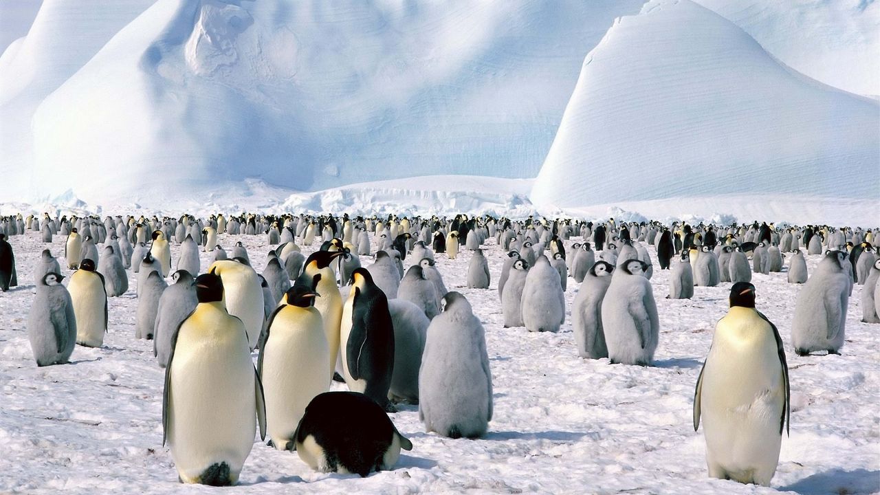 Wallpaper penguins, flock, north, snow, mountain