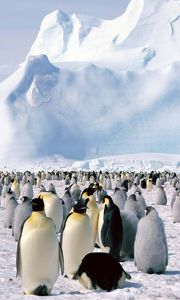 Preview wallpaper penguins, flock, north, snow, mountain